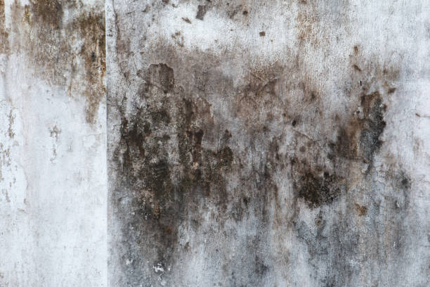 Best Mold-Related Health Consultation  in Sky Lake, FL