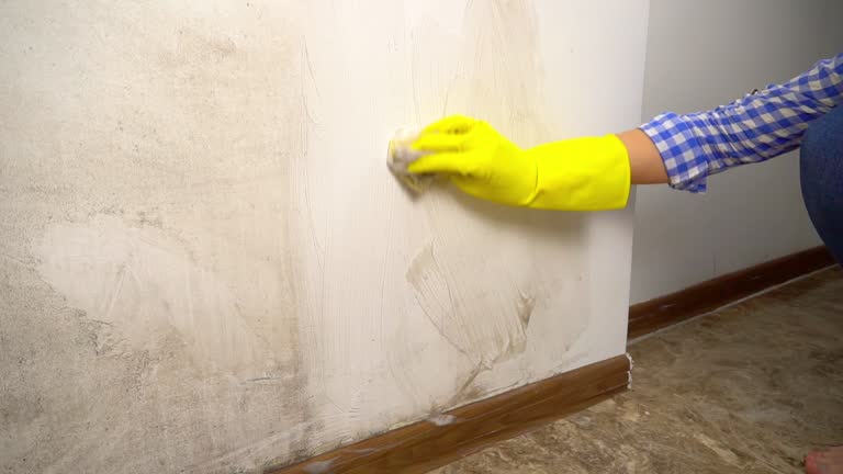Best Attic Mold Removal  in Sky Lake, FL