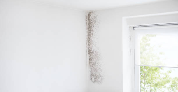 Best Emergency Mold Remediation  in Sky Lake, FL
