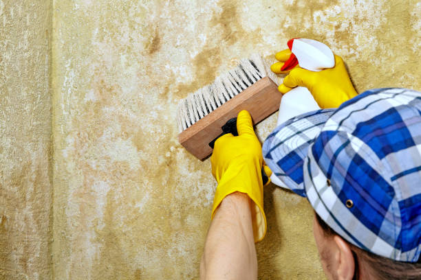 Best Commercial Mold Inspection  in Sky Lake, FL