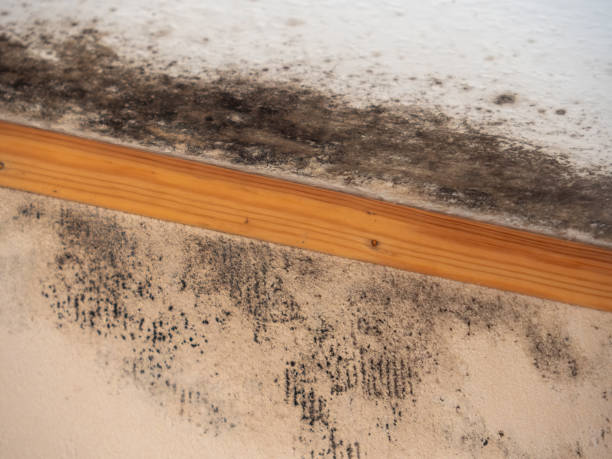 Best Mold Prevention Services  in Sky Lake, FL